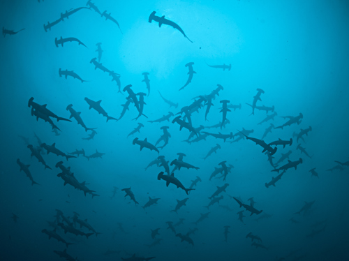 NationalGeographic_2756610.jpg