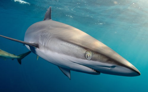 NationalGeographic_2174746.jpg