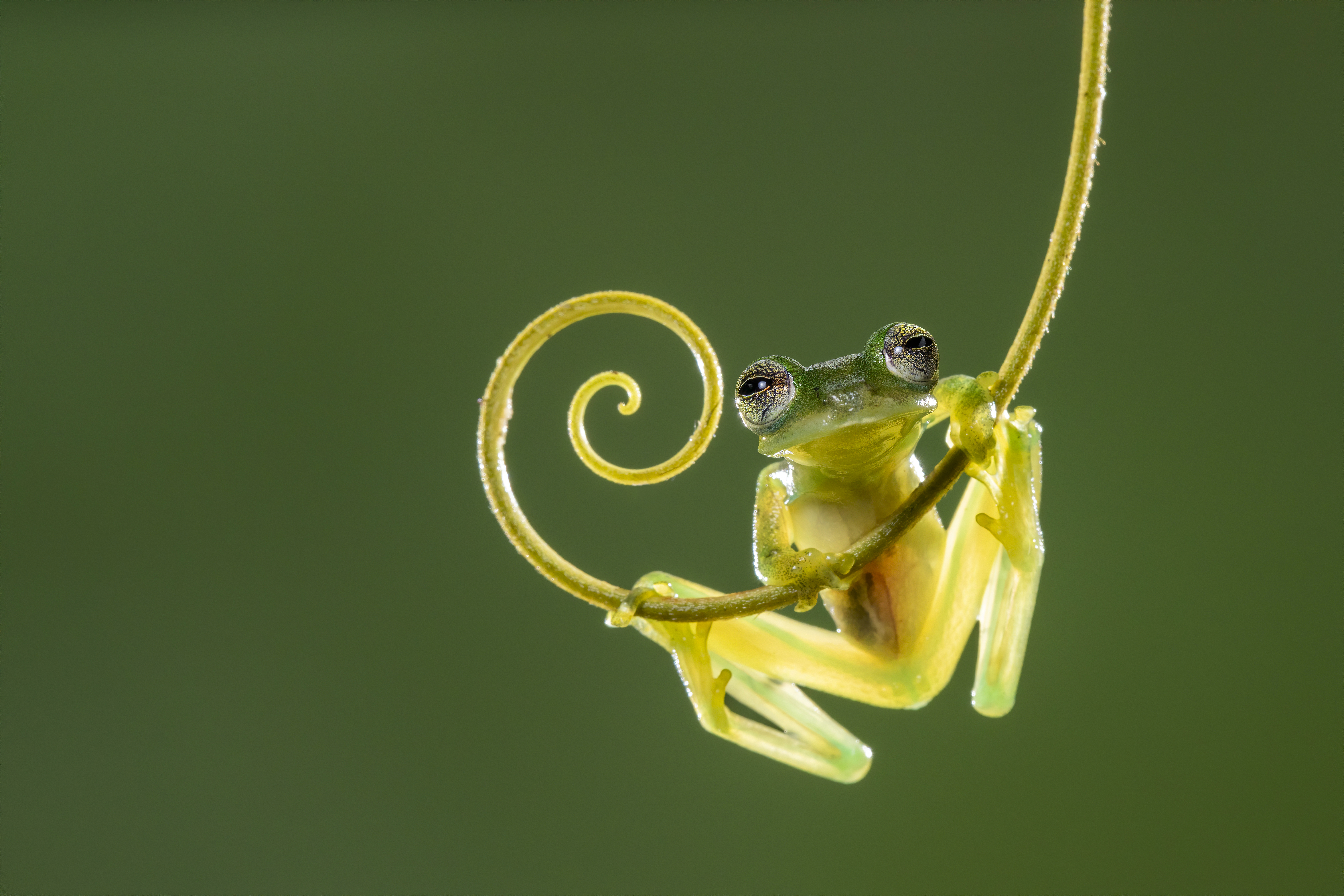 Weird World of Frogs_Photo_2.jpg
